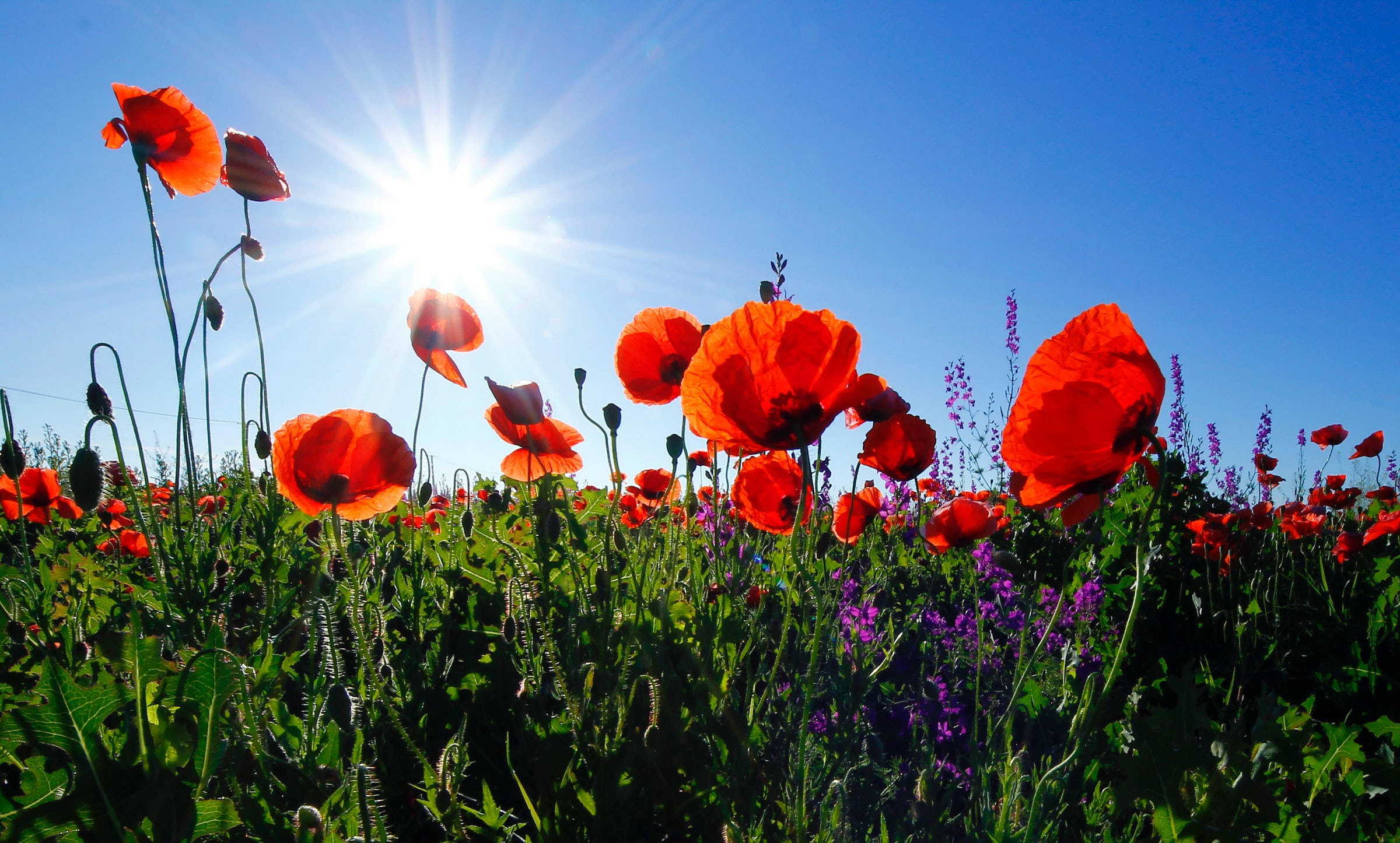 Remembrance Day, red poppies, sunlit field, Full HD Desktop Wallpaper