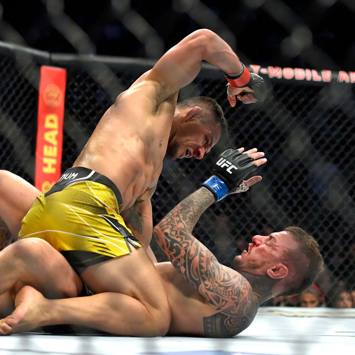 Renato Moicano, MMA fighters, cage, SD Desktop Wallpaper