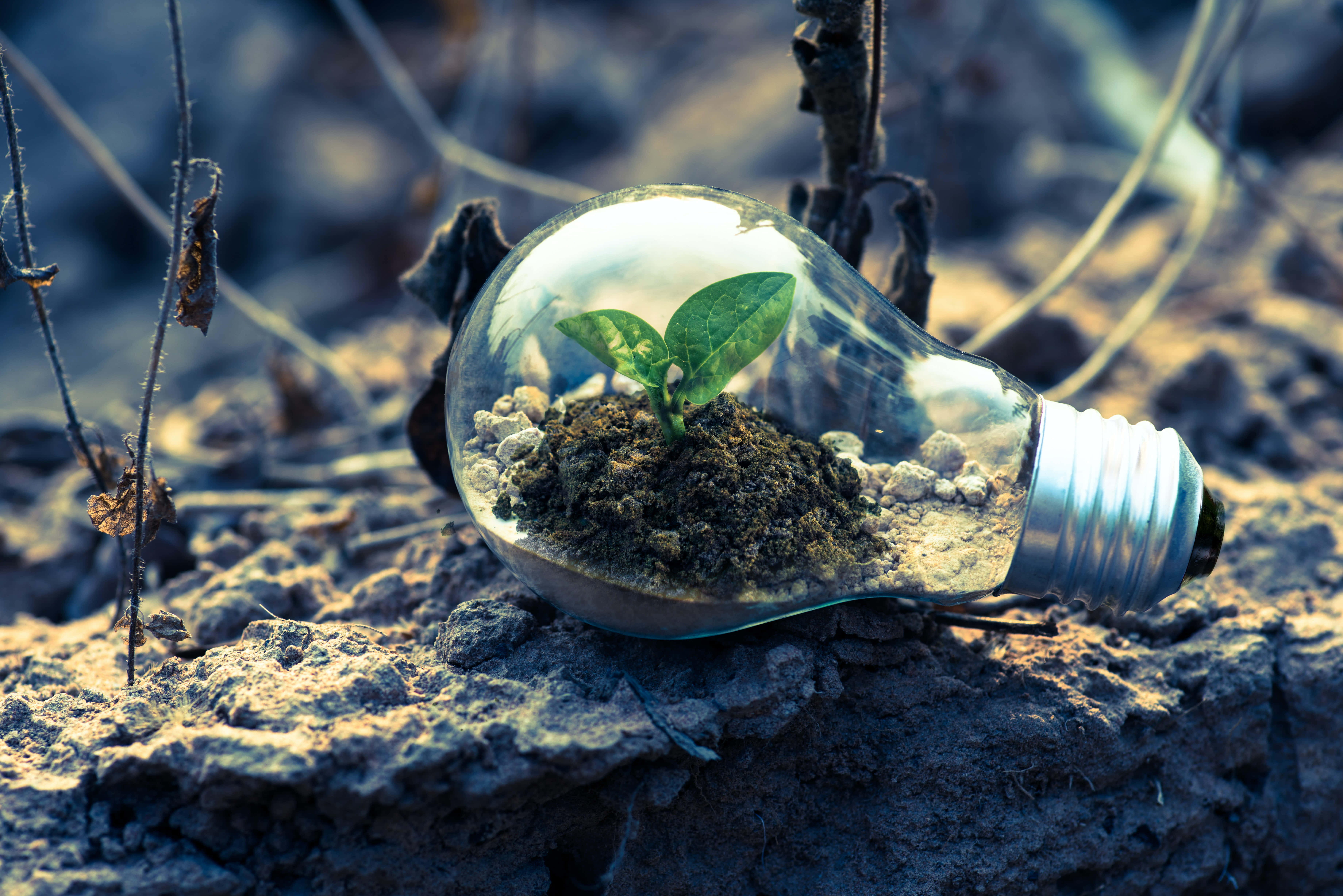 light bulb, vibrant green sprout, soil, 5K Desktop Wallpaper