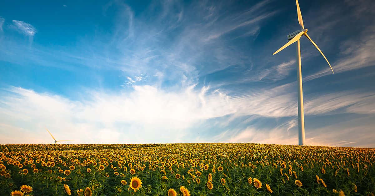 sunflower field, bright blue sky, wispy clouds, SD Desktop Wallpaper
