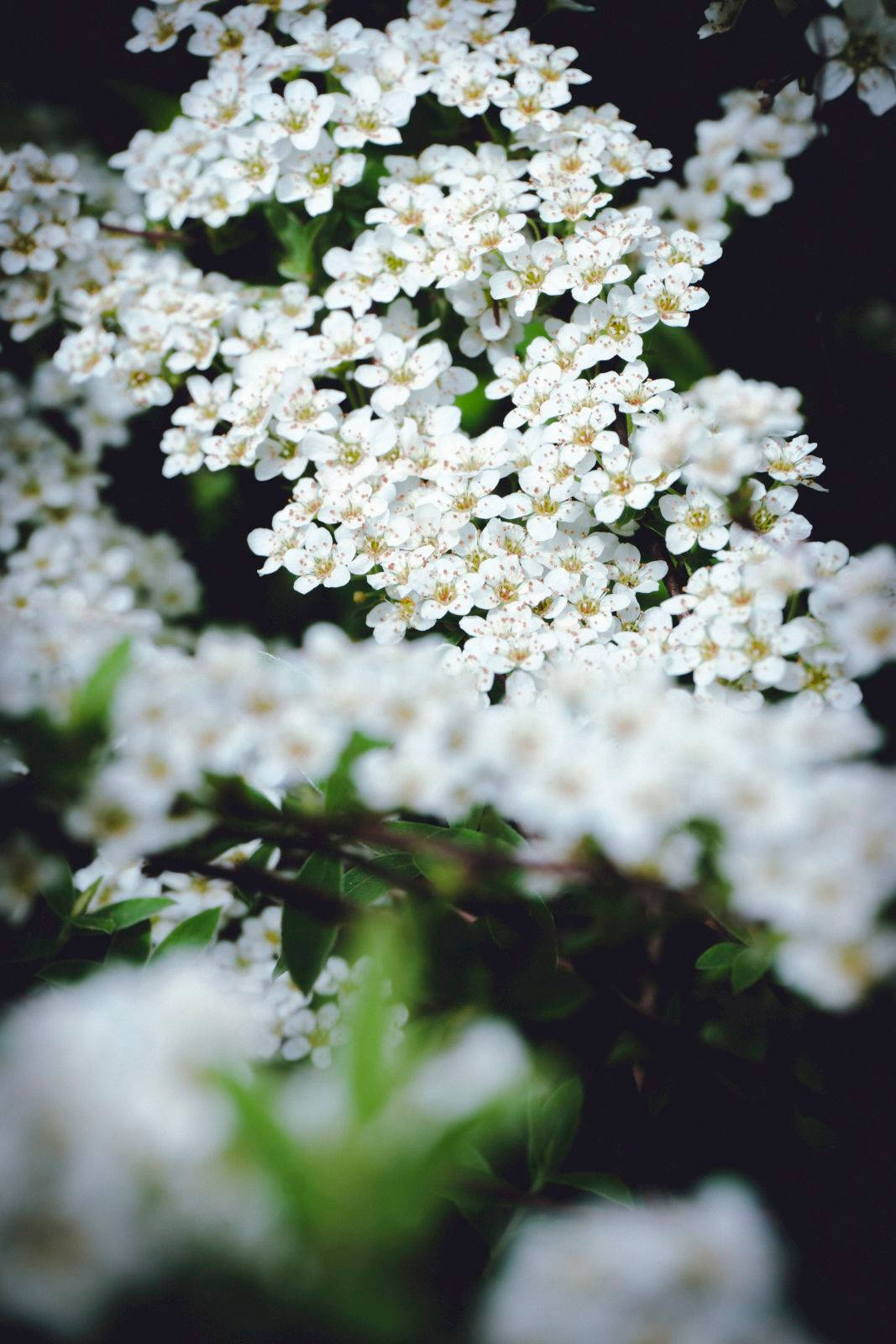 Sunset Resort, white blossoms, soft green leaves, HD Phone Wallpaper