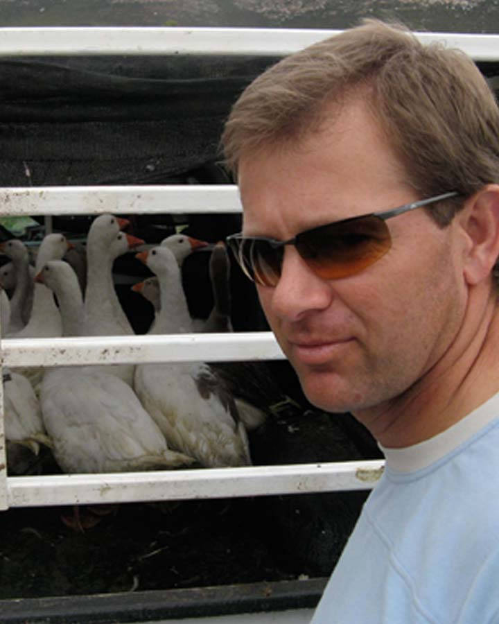 Retief Goosen, aviator glasses, white geese, SD Phone Wallpaper