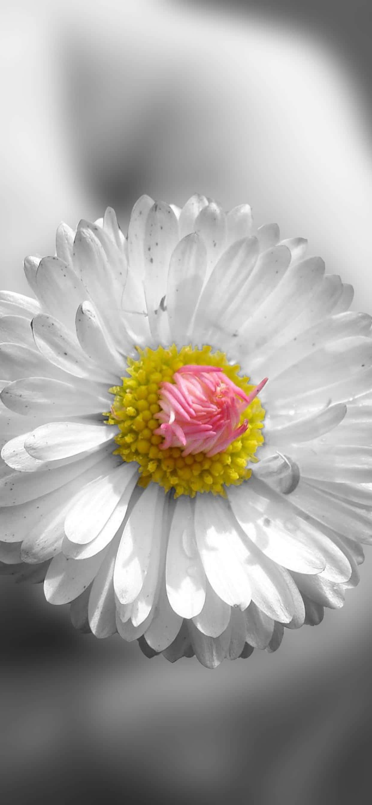 Retina Display, 1242 x 2688, daisy, 2K Phone Wallpaper