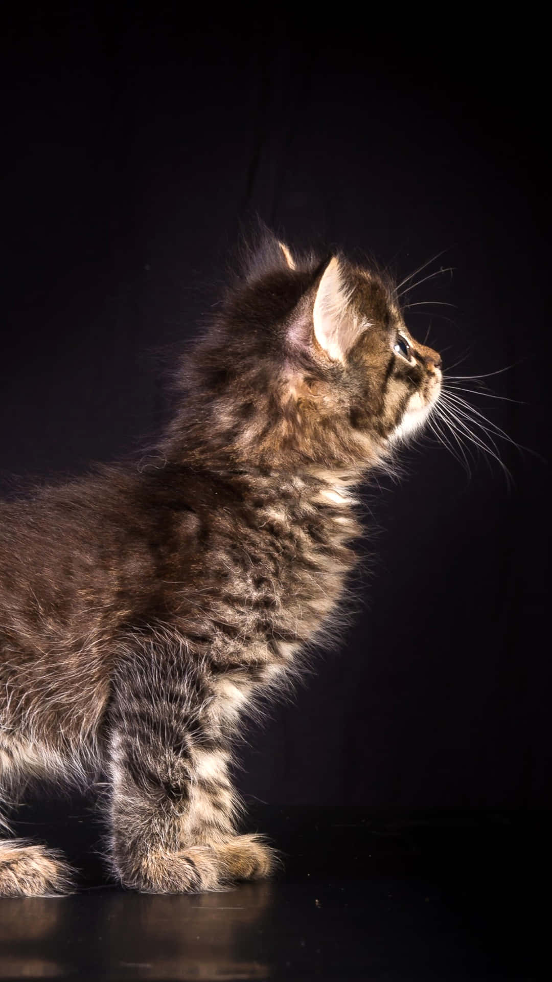 Retina Display, 1080 x 1920, fluffy tabby kitten, Full HD Phone Wallpaper