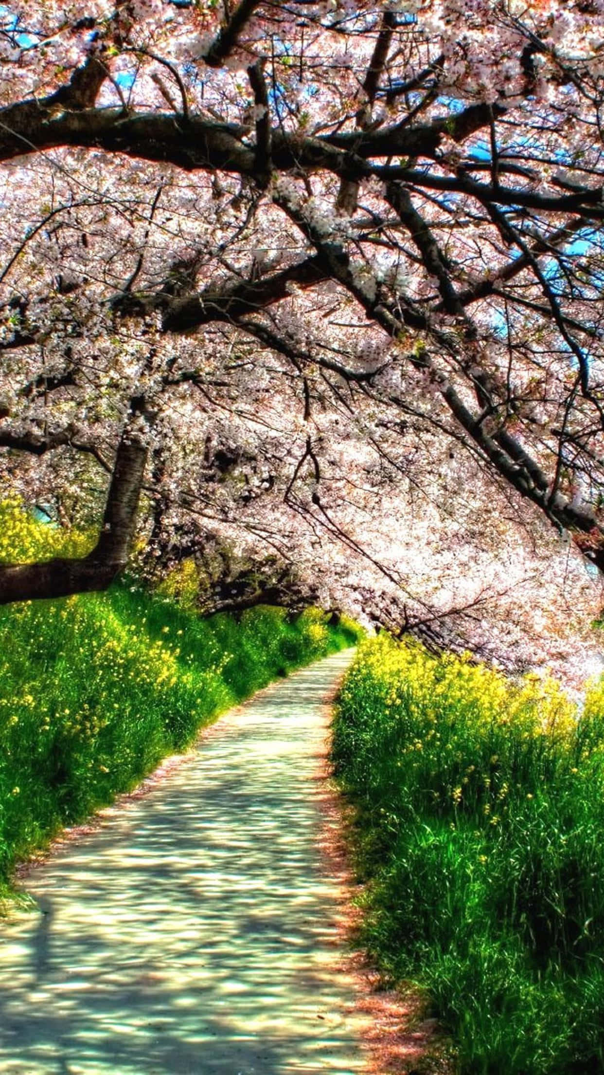 Retina Display, 1242 x 2208, cherry blossoms, Full HD Phone Wallpaper