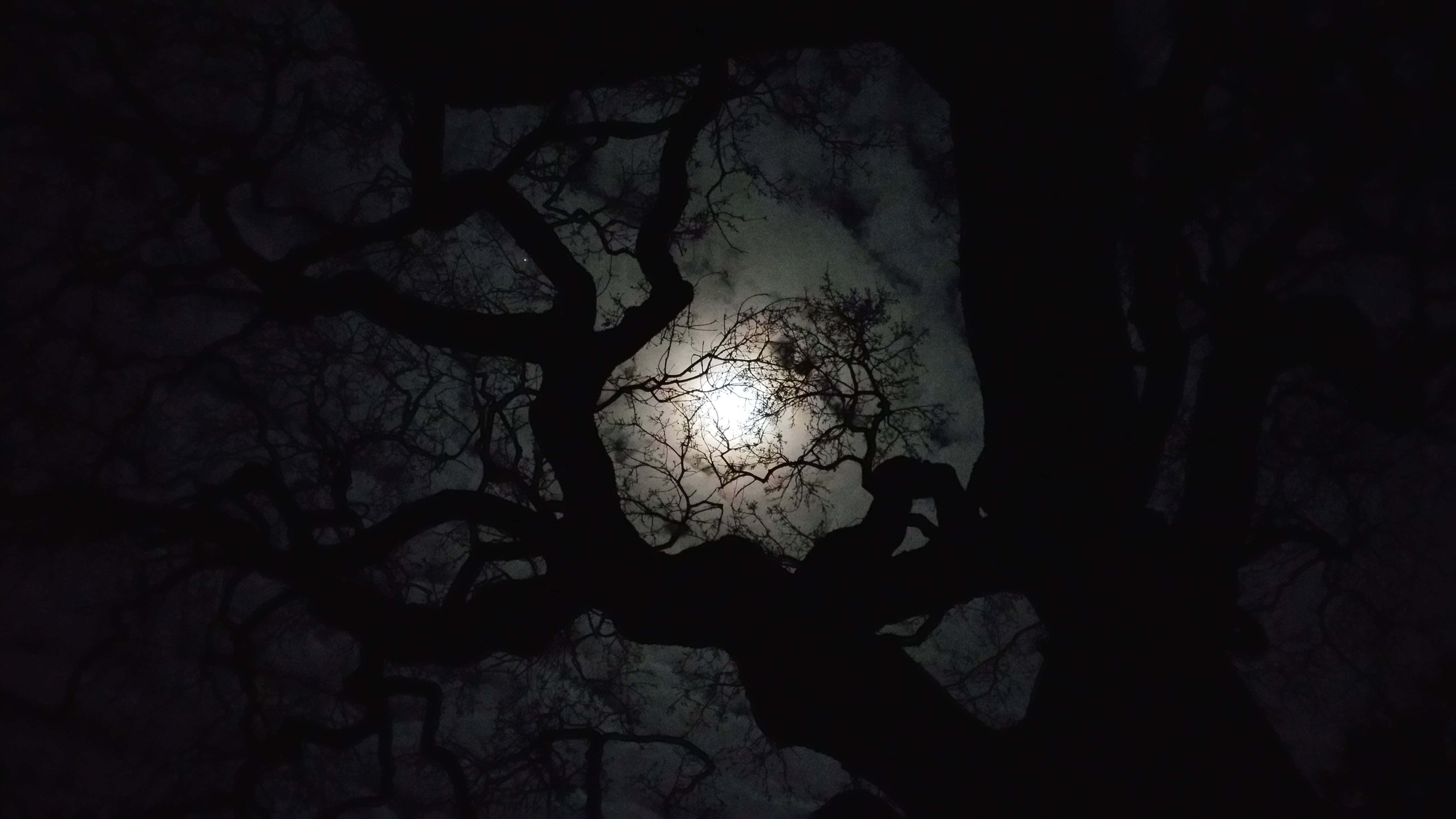 4K Retina Display, full moon, bare tree branches, 5K Desktop Wallpaper