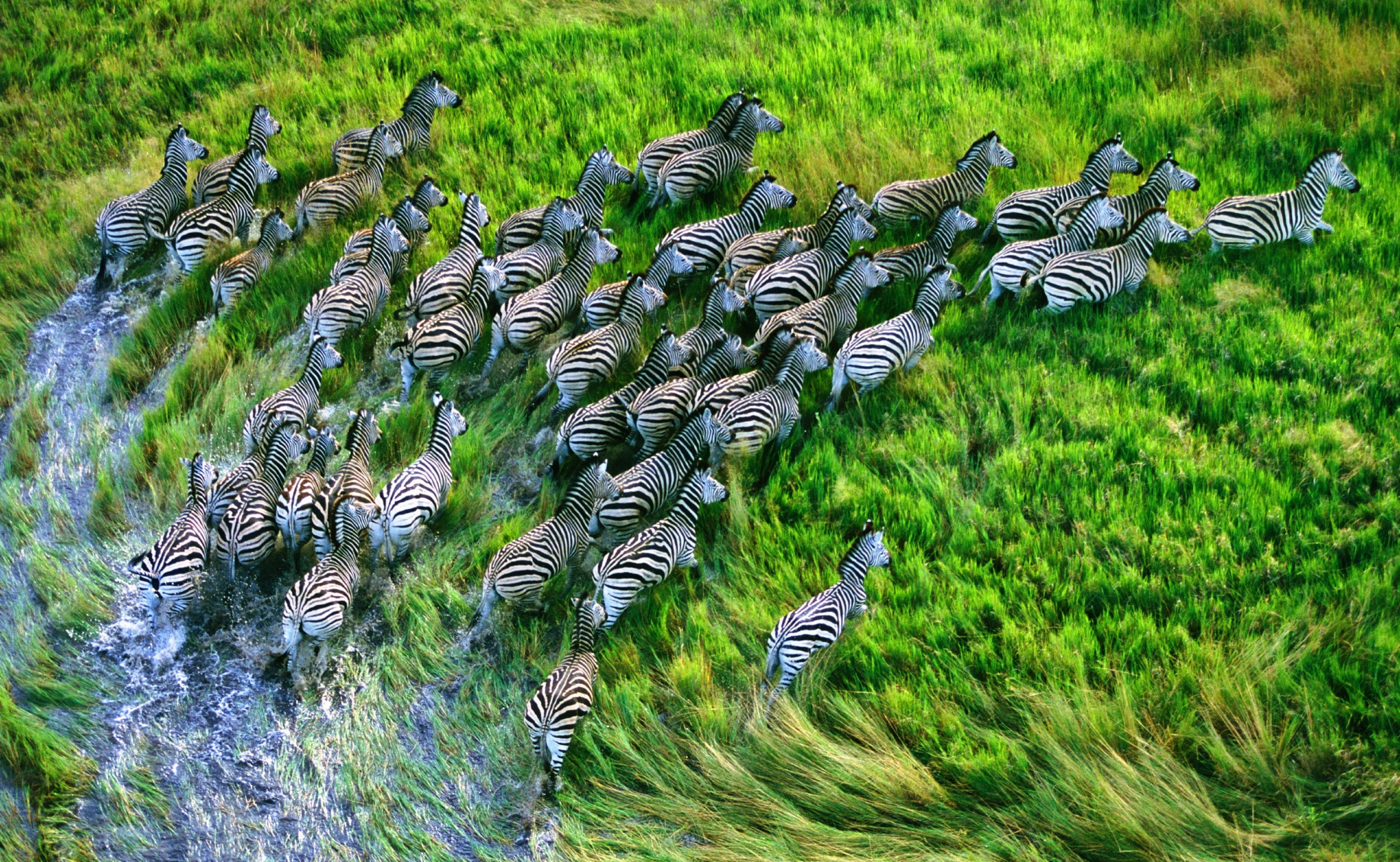 Retina, zebras, grassland, 5K Desktop Wallpaper