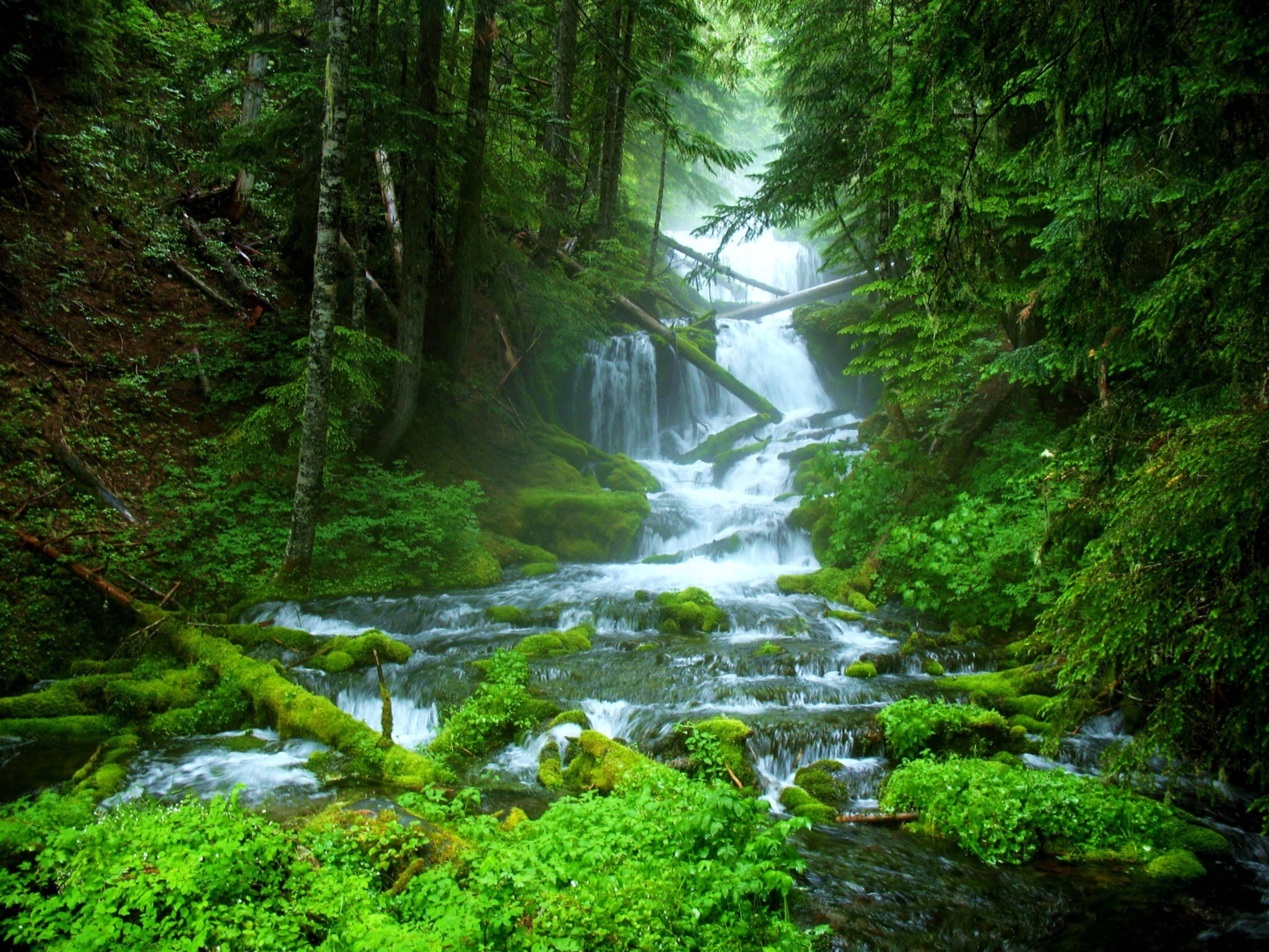 Retina, green forest, waterfalls, 5K Desktop Wallpaper
