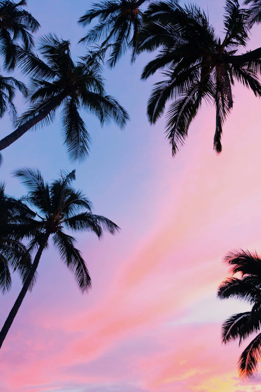 Retina display, palm trees, vibrant pink, HD Phone Wallpaper