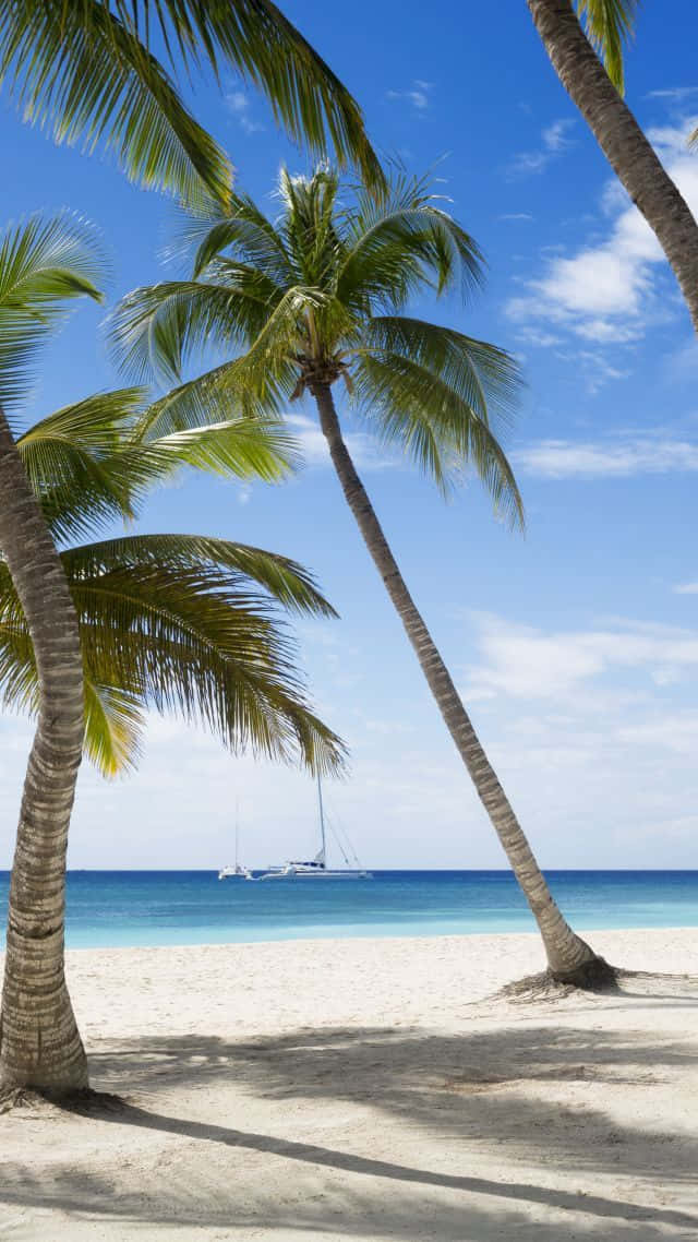 retro beach, tropical beach, leaning palm trees, SD Phone Wallpaper