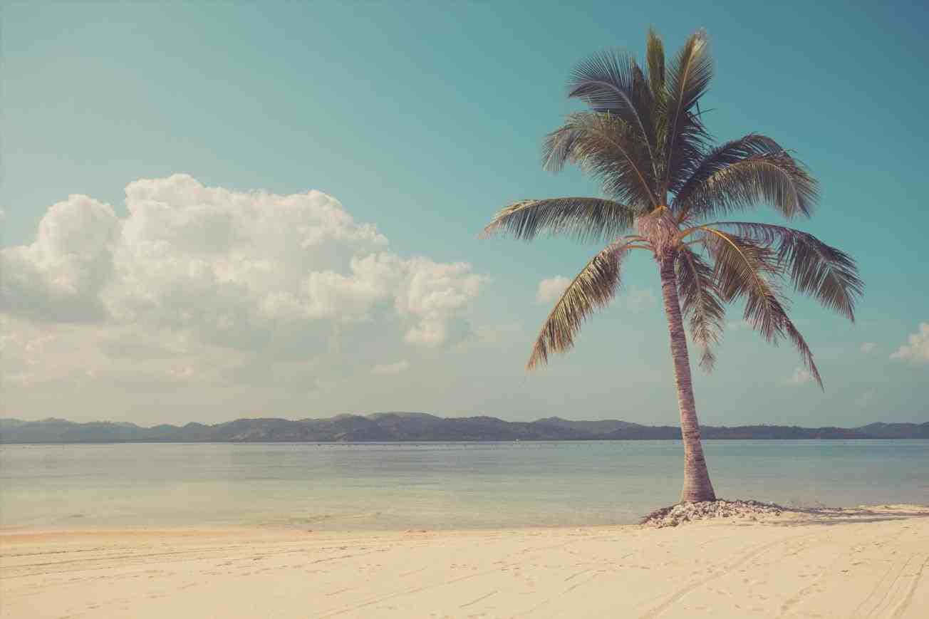 Retro Beach, palm tree, sandy beach, HD Desktop Wallpaper
