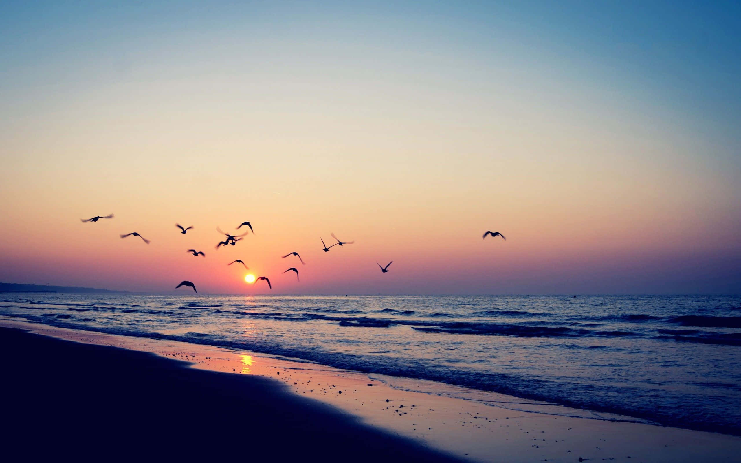 Retro Beach, silhouetted birds, tranquil beach, 2K Desktop Wallpaper