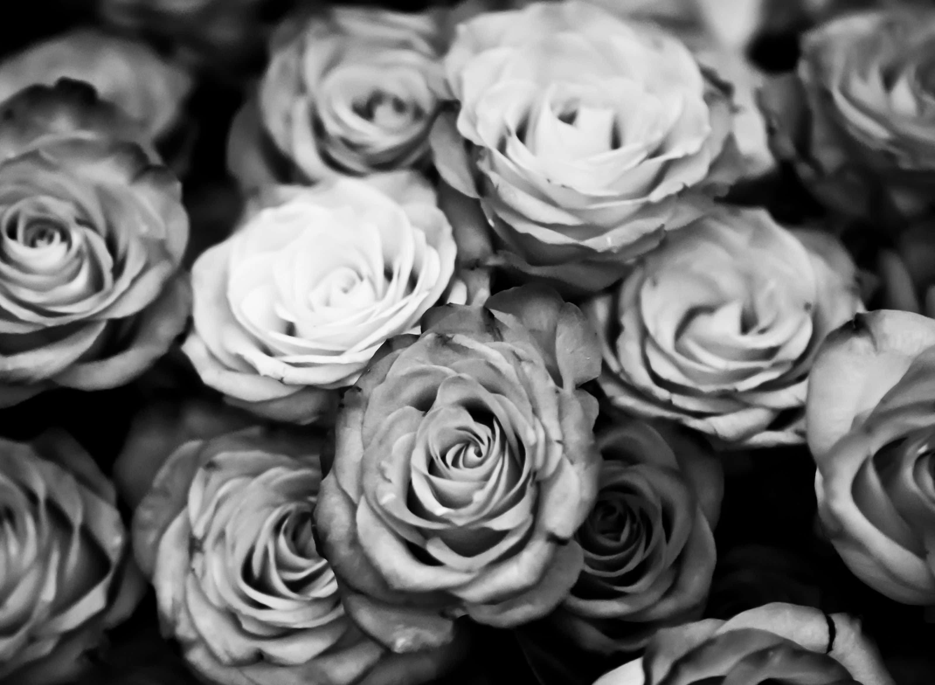 vintage black and white, roses, monochrome, 2K Desktop Wallpaper
