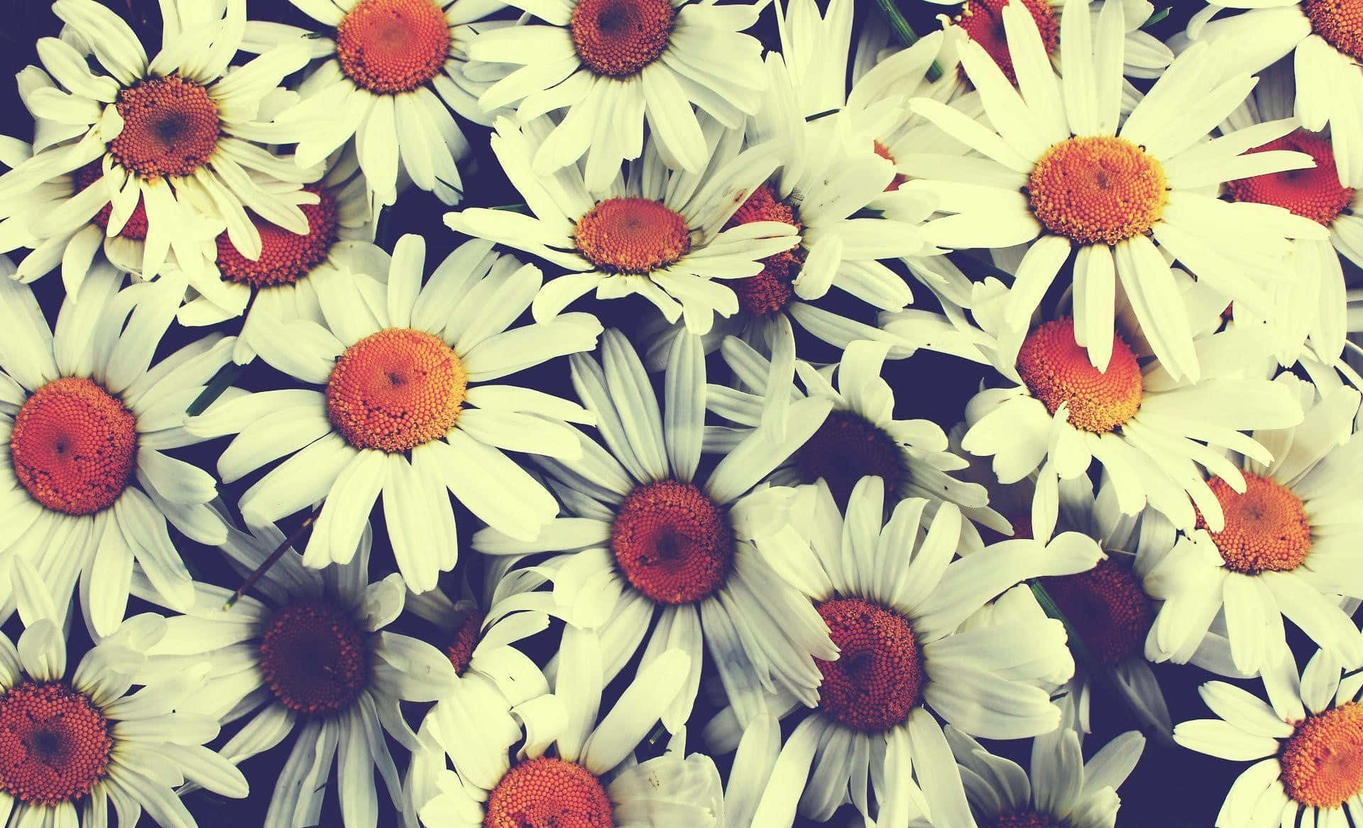 vintage daisy pattern, white daisies, orange centers, Full HD Desktop Wallpaper