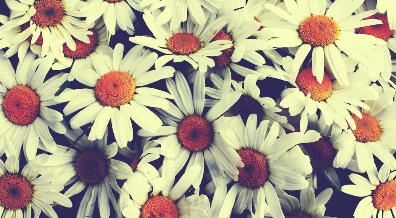 white daisies, orange centers, vintage-toned, HD Desktop Wallpaper