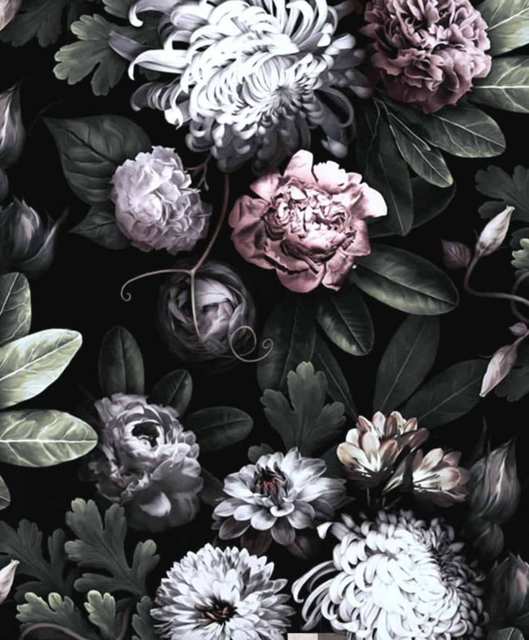 vintage flower, monochromatic colors, delicate petals, HD Phone Wallpaper