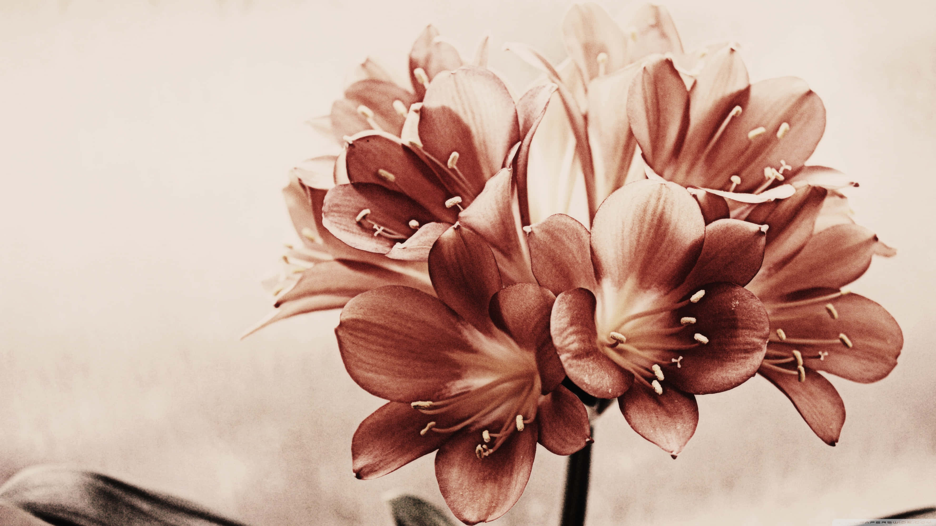 vintage flower, sepia-toned flowers, delicate petals, 2K Desktop Wallpaper