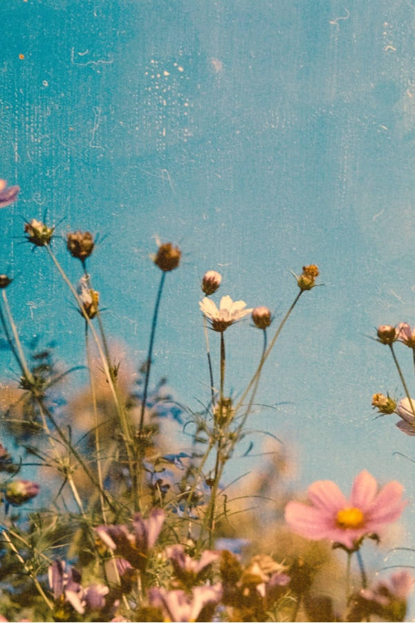 cosmos flowers, pink and white blooms, textured vintage blue sky, SD Phone Wallpaper