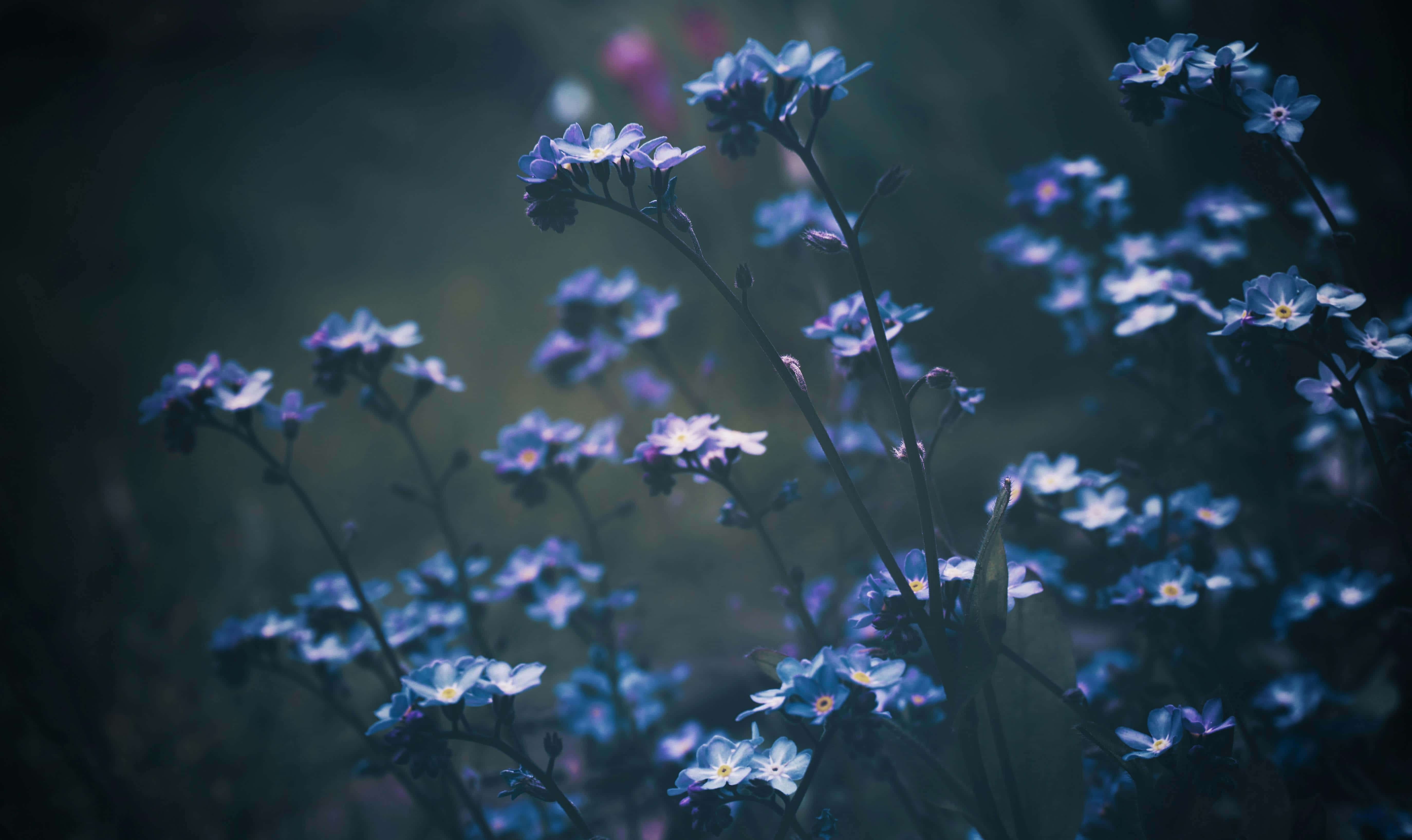 vintage blue floral, blue forget-me-nots, misty garden, 5K Desktop Wallpaper