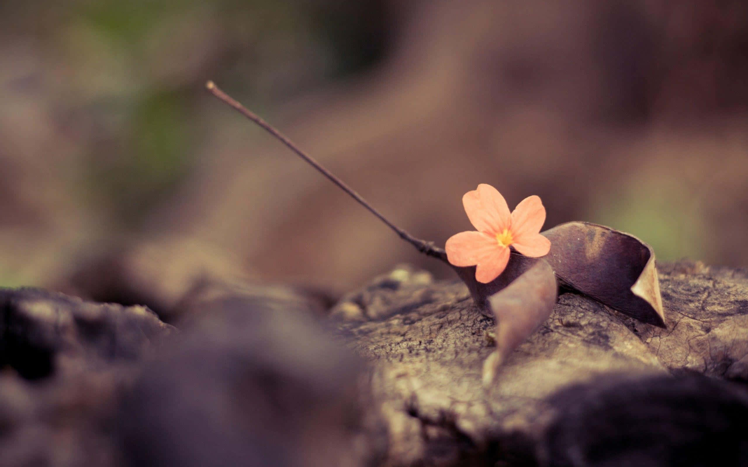 solitary retro floweron wood, peach flower, yellow center, 2K Desktop Wallpaper