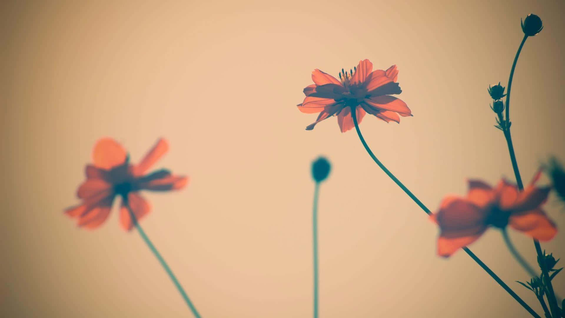 vintage style cosmos flowers, red cosmos flowers, green stems, Full HD Desktop Wallpaper