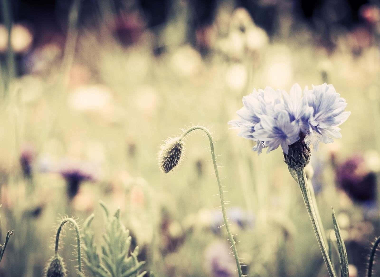 vintage styled flower photography, light blue cornflower, sunlit meadow, HD Desktop Wallpaper