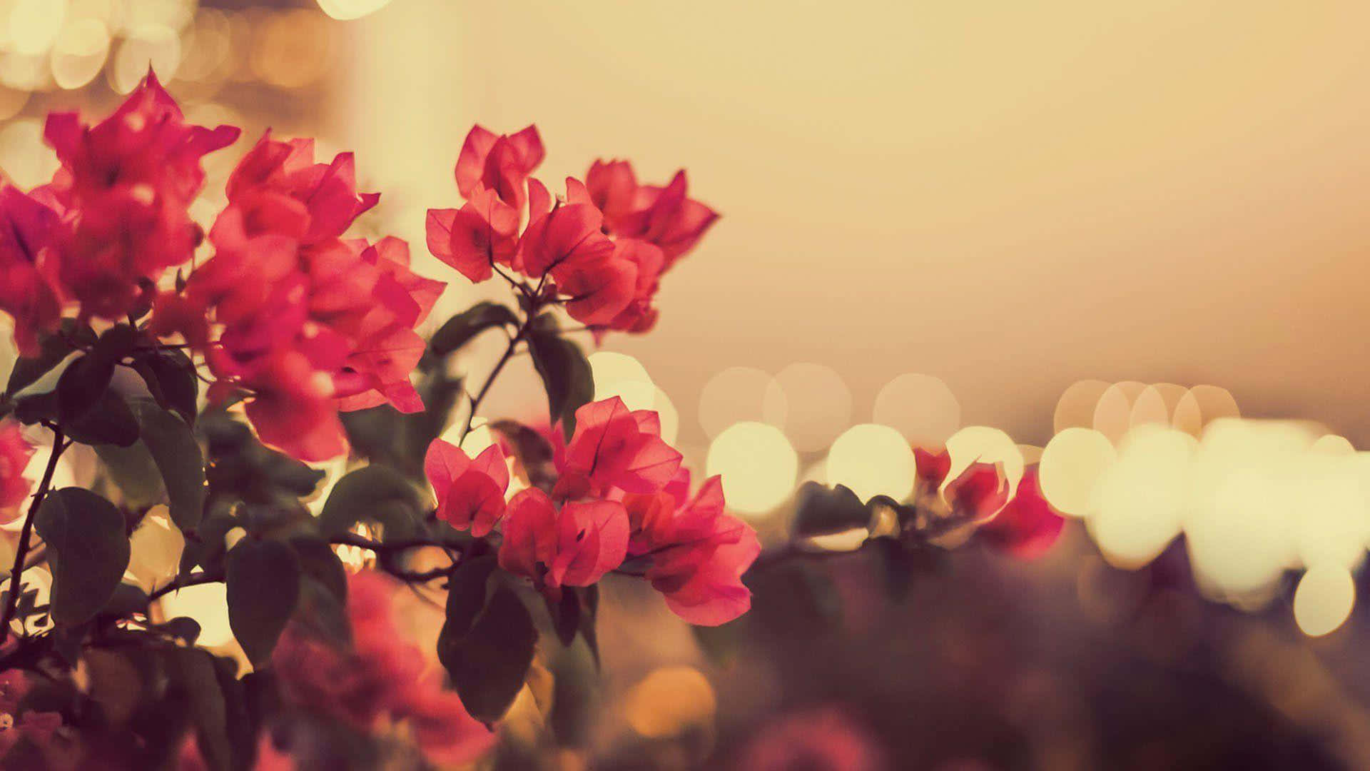 vintage bokeh flower blossoms, bougainvillea, red, Full HD Desktop Wallpaper