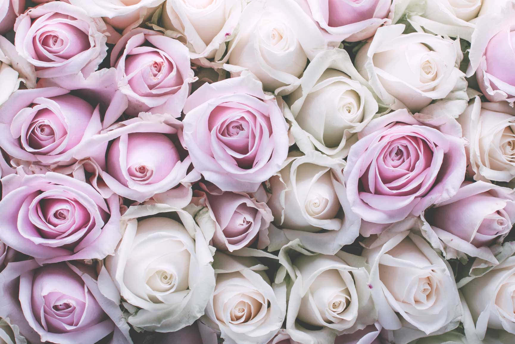 pastel rose bouquet, soft pink, creamy white, HD Desktop Wallpaper