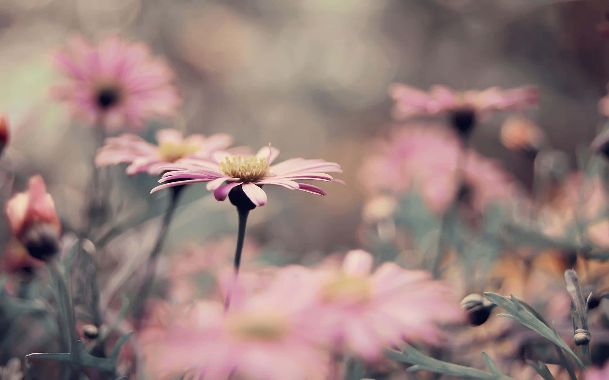 vintage pink flowers, soft focus, soft pink daisies, 2K Desktop Wallpaper