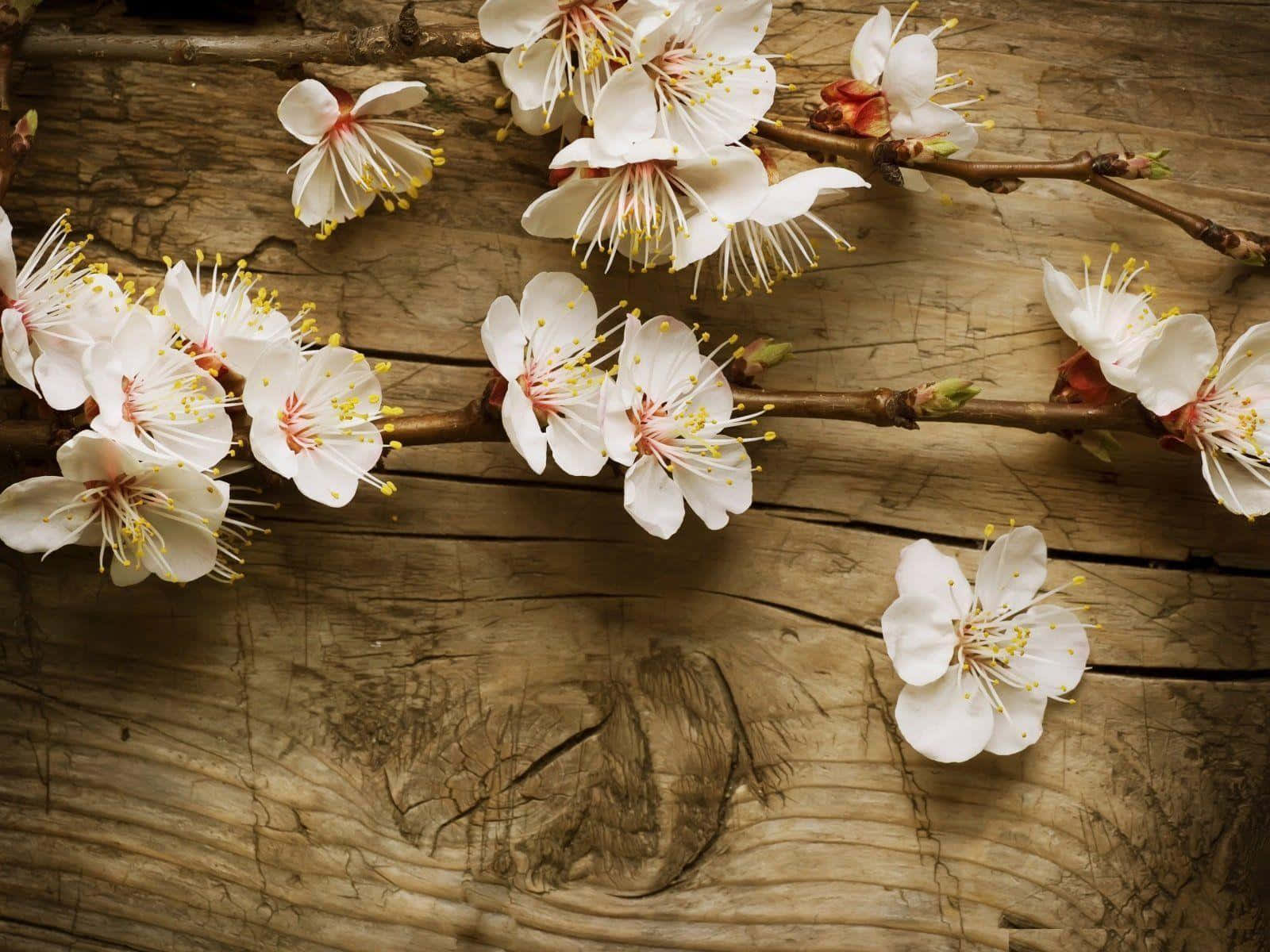 rustic blossom beauty, white cherry blossoms, yellow stamens, HD Desktop Wallpaper