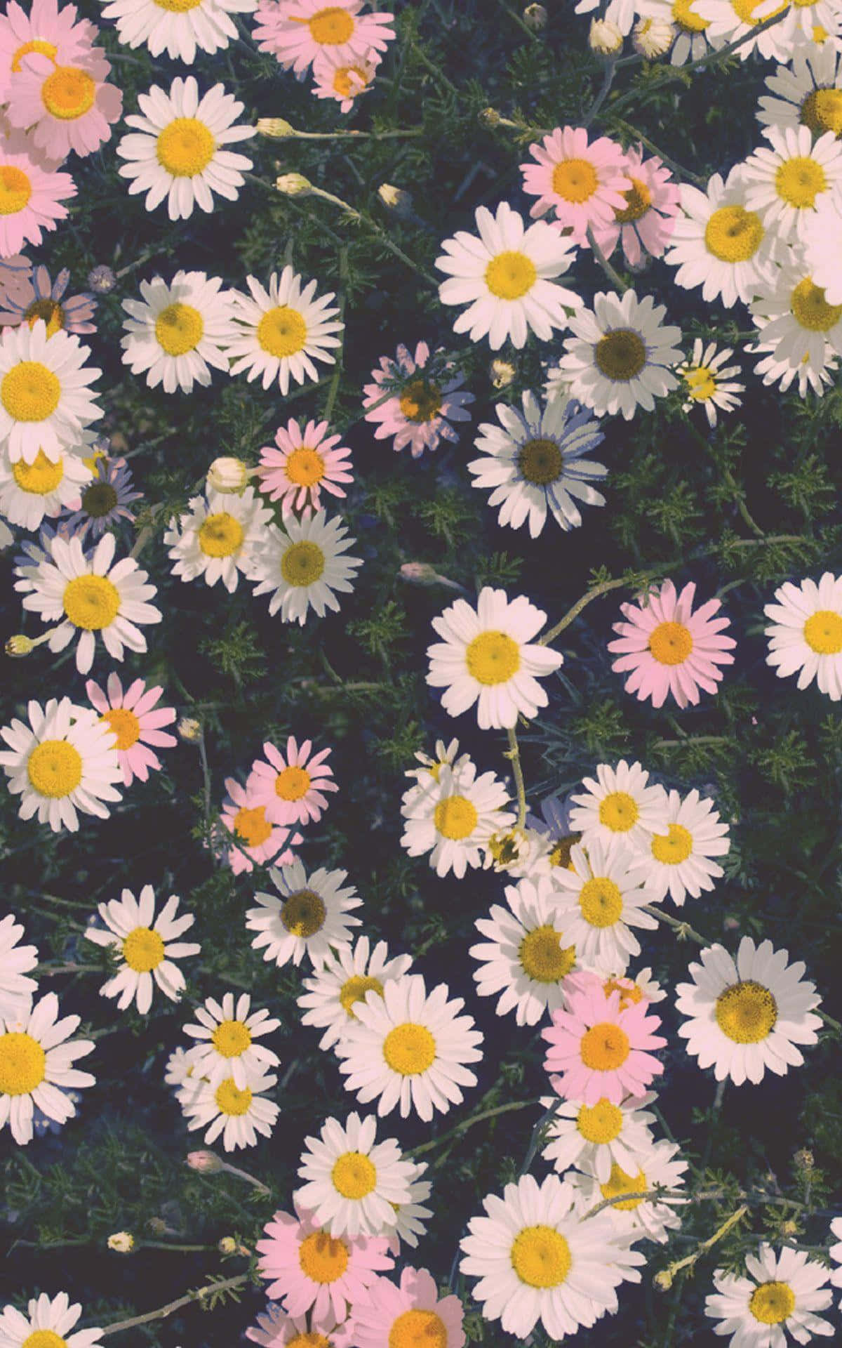 retro daisy field, white daisies, pink daisies, Full HD Phone Wallpaper
