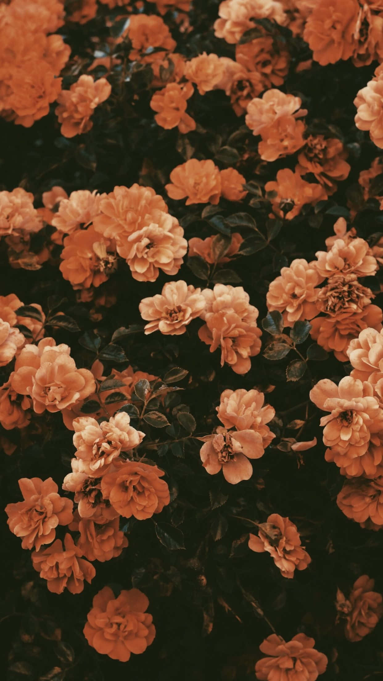 vintage orange roses, peachy orange roses, dark foliage, Full HD Phone Wallpaper