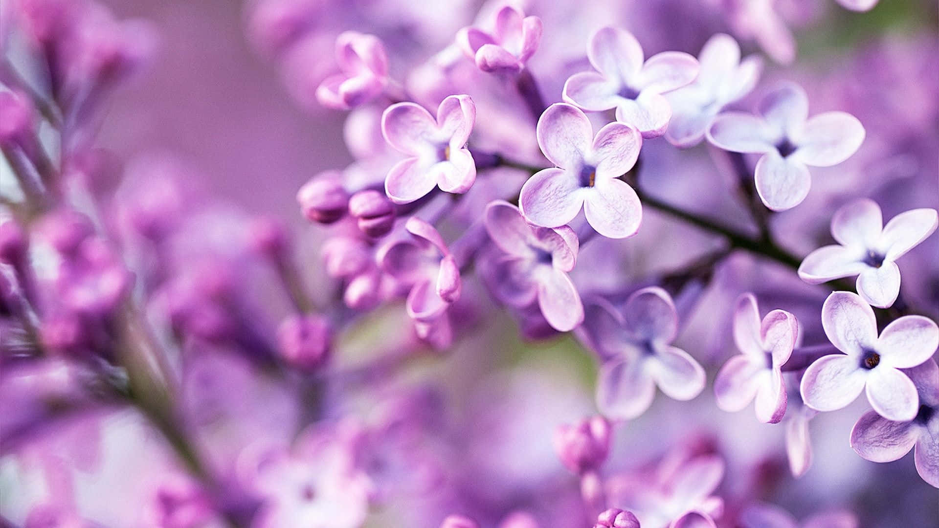lilac blossoms, purple lilac blossoms, soft focus background, Full HD Desktop Wallpaper