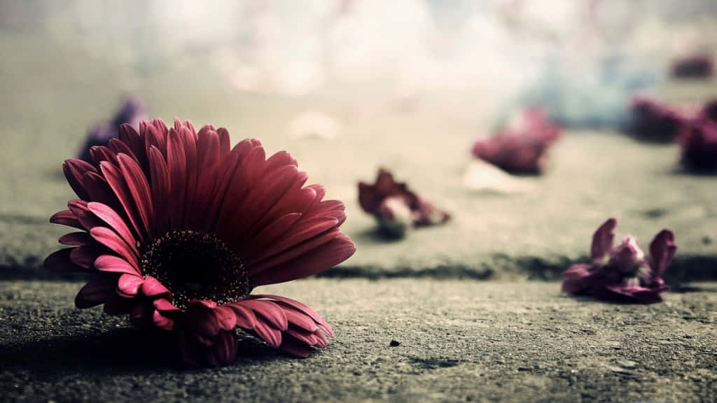 vintage flower, deep red gerbera daisy, gritty ground, SD Desktop Wallpaper