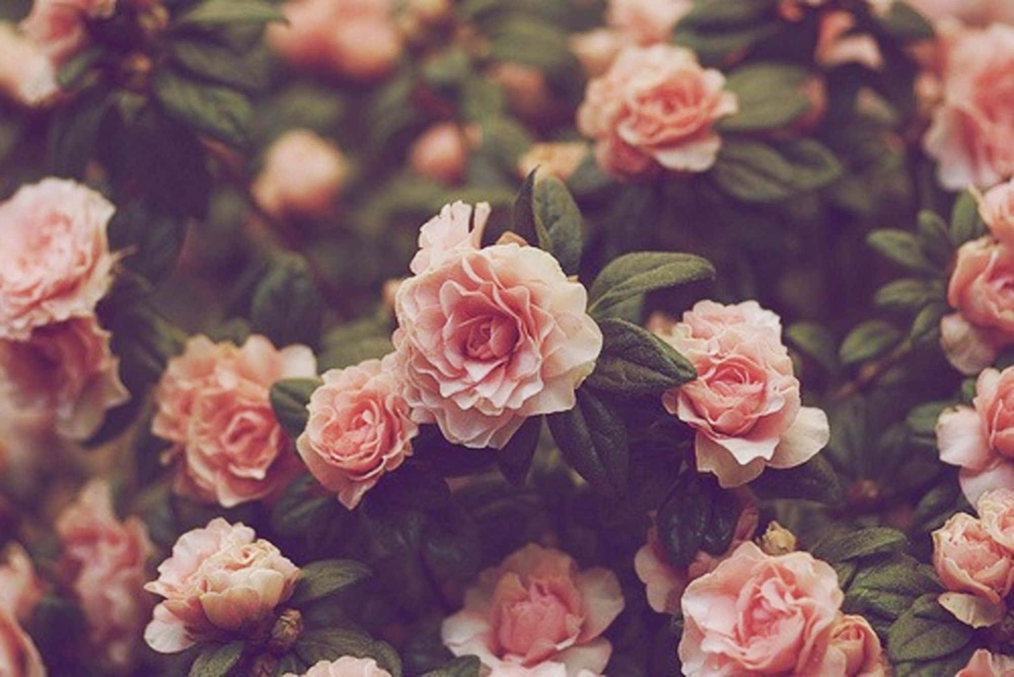 vintage flower, soft pink roses, lush green leaves, Full HD Desktop Wallpaper
