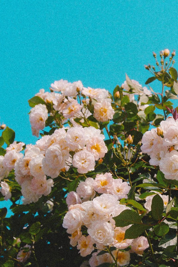 classic white vintage flower aesthetic, pale pink roses, vivid turquoise sky, SD Phone Wallpaper