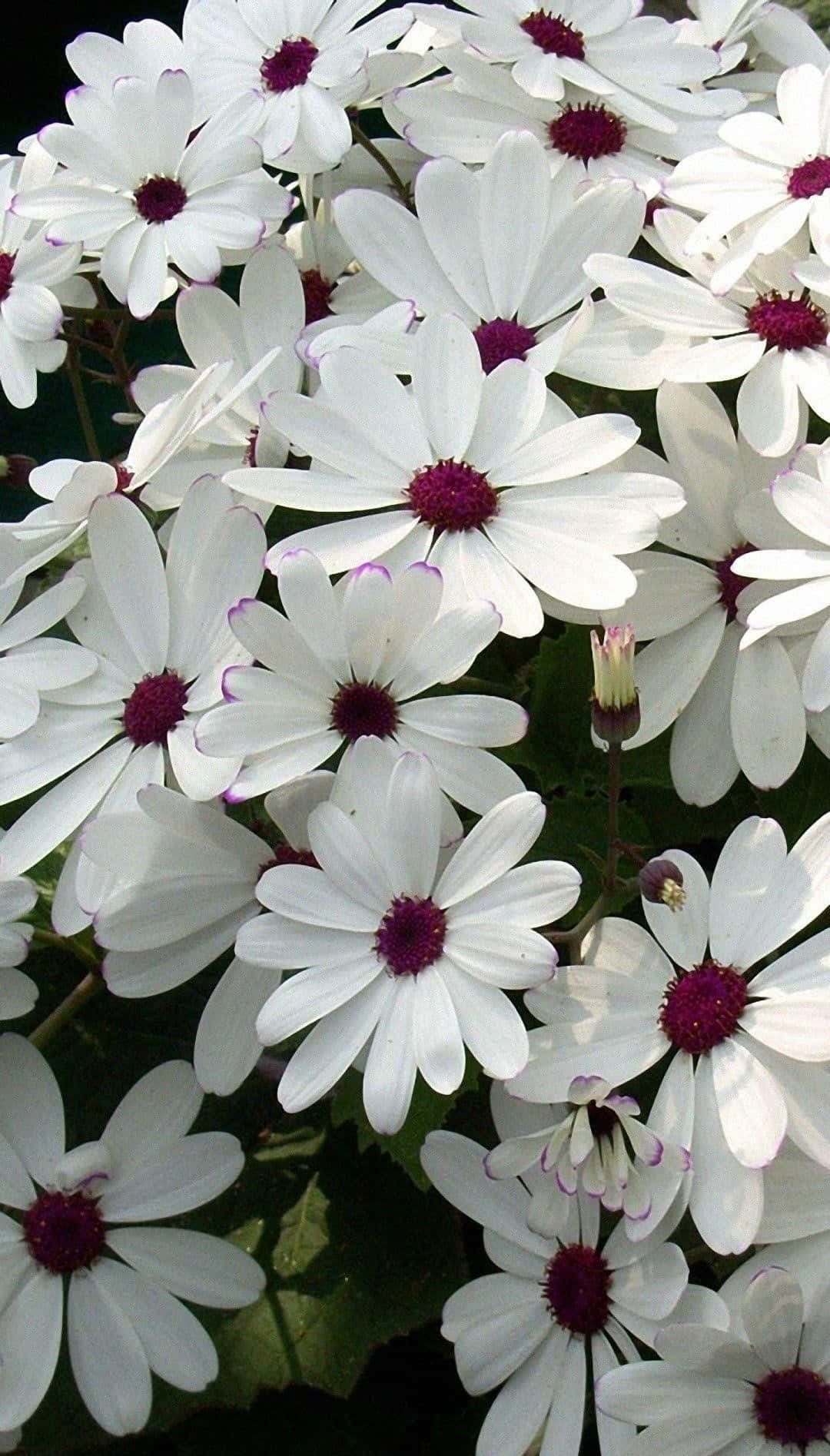 white daisies, deep purple centers, delicate purple-edged petals, HD Phone Wallpaper