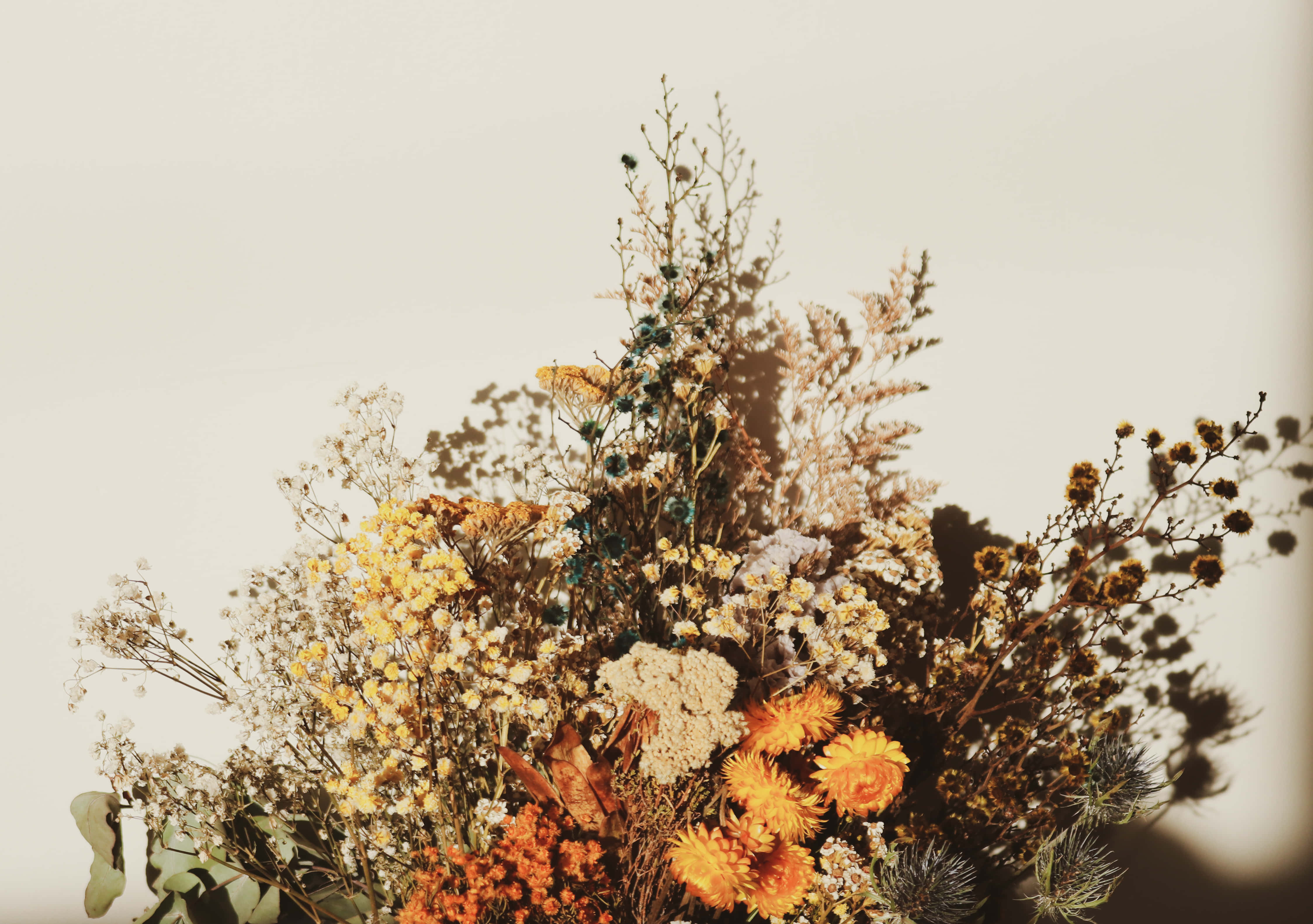vintage flower, dried flowers, grasses, 4K Desktop Wallpaper