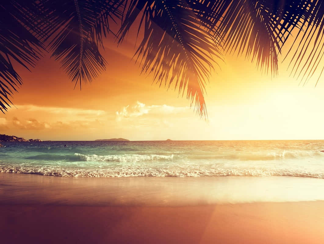 Retro Summer Beach Sunset, golden sunset, palm fronds, SD Desktop Wallpaper
