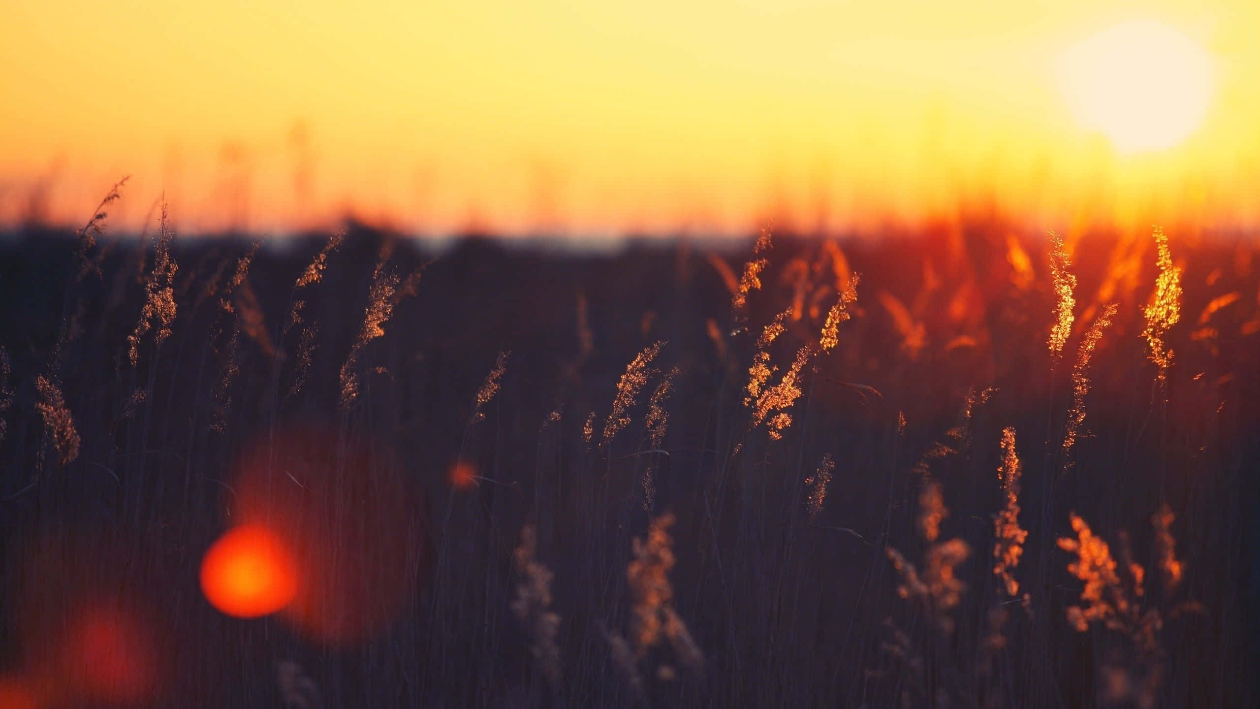 Retro Sunset, golden sunset, tall grasses, 2K Desktop Wallpaper