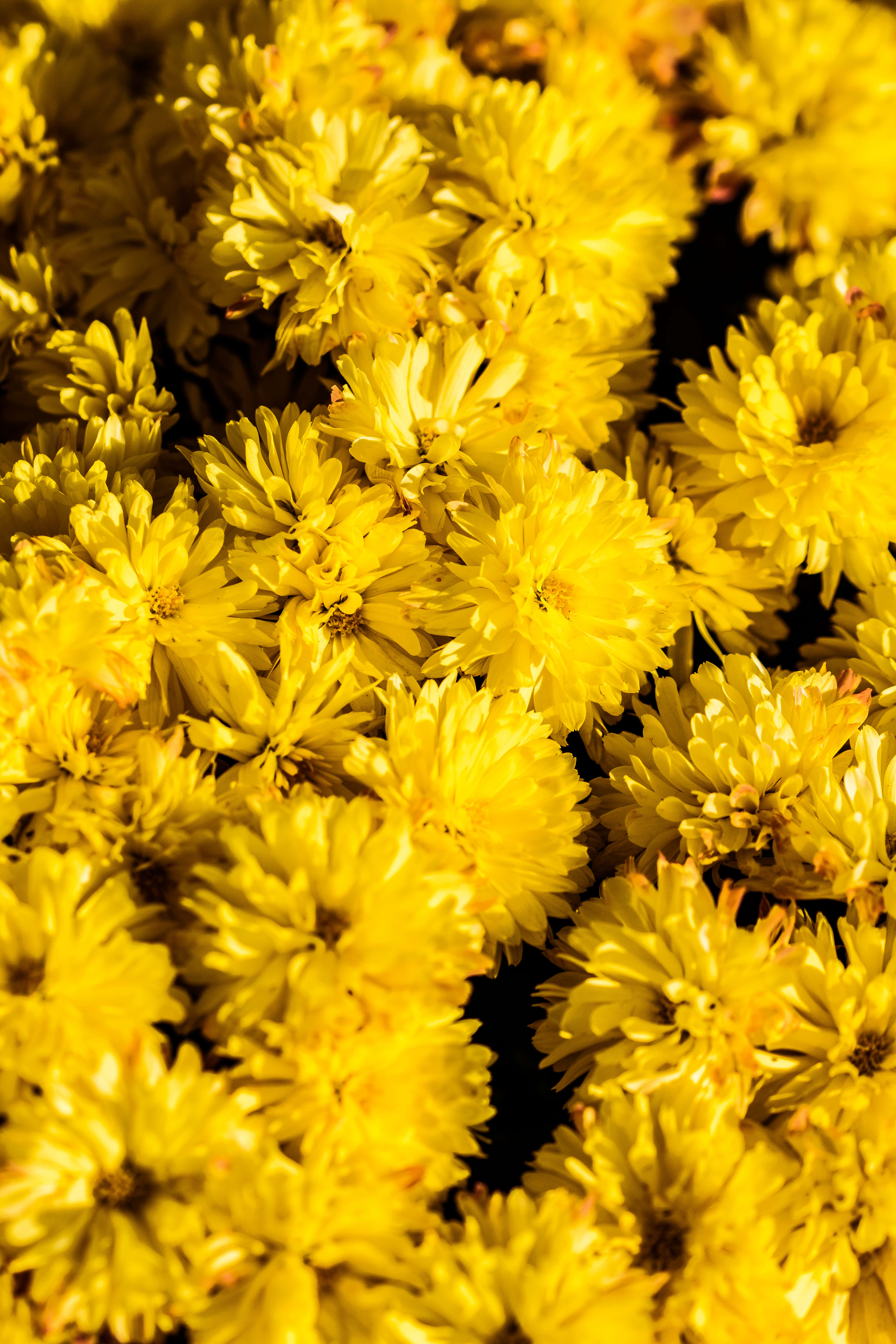 retro yellow, vibrant yellow chrysanthemums, bright sunlight, 5K Phone Wallpaper