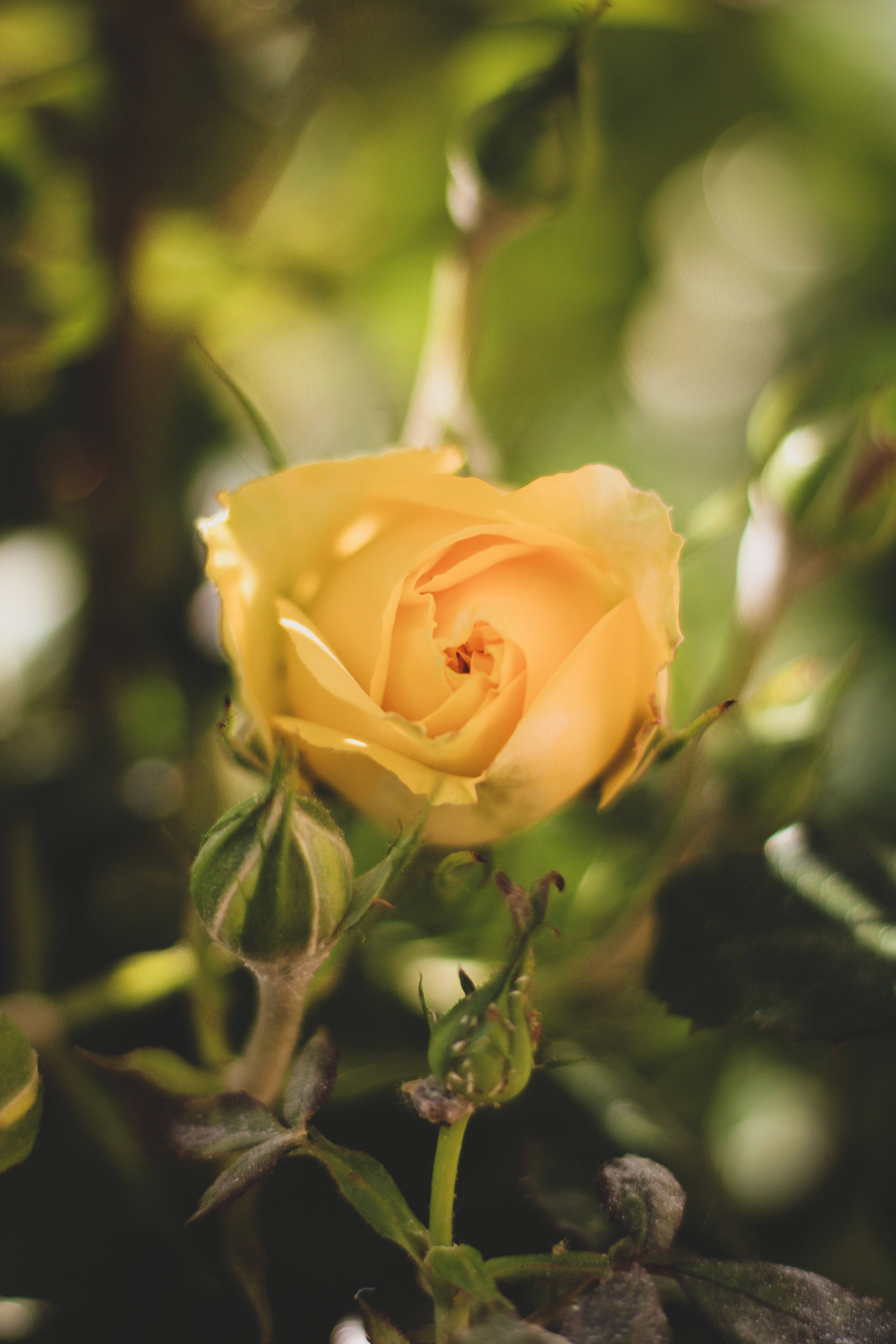 yellow rose, blurred green garden backdrop, warm sunlight, 5K Phone Wallpaper