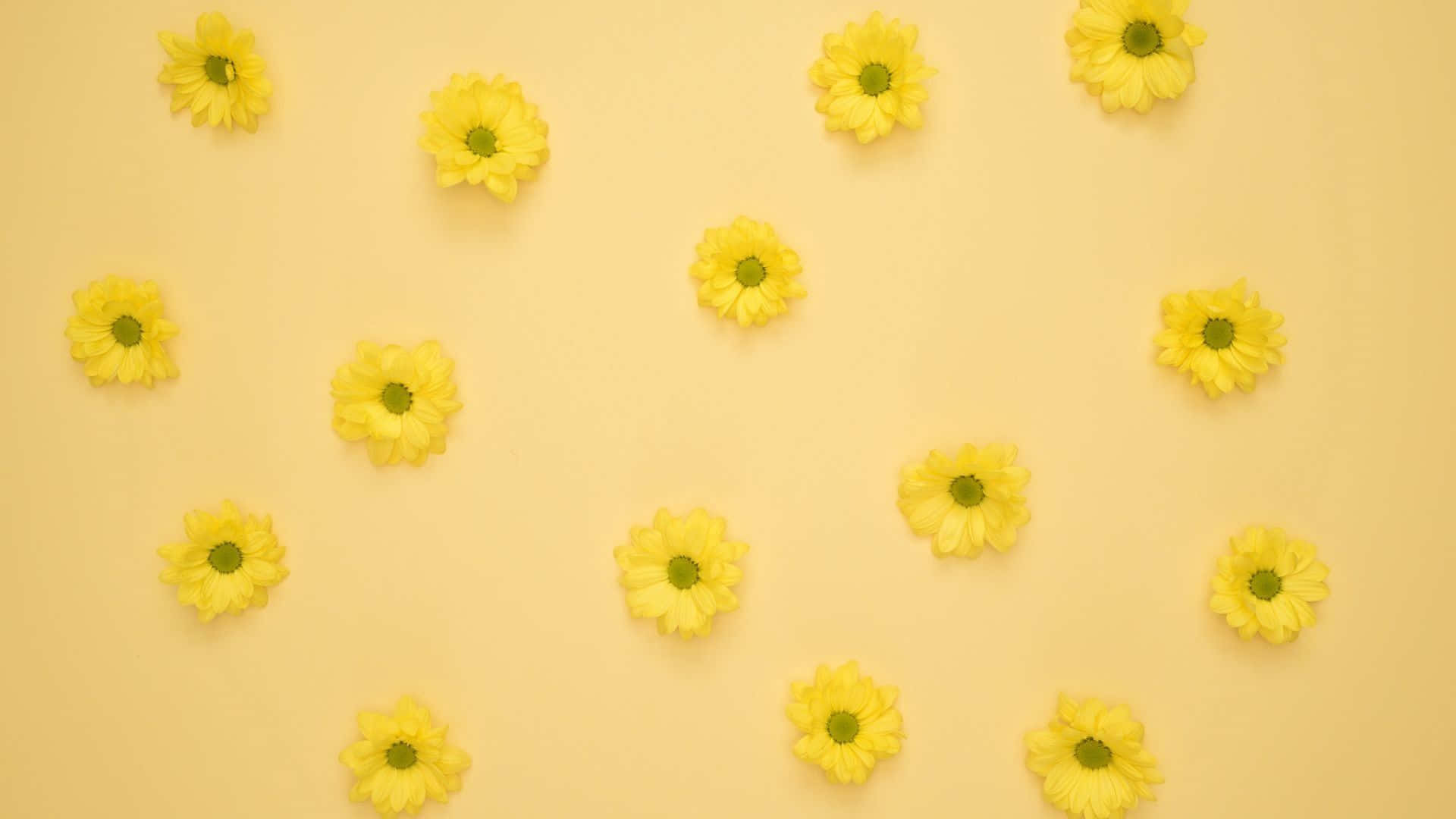 yellow daisies, soft yellow background, flat lay composition, Full HD Desktop Wallpaper