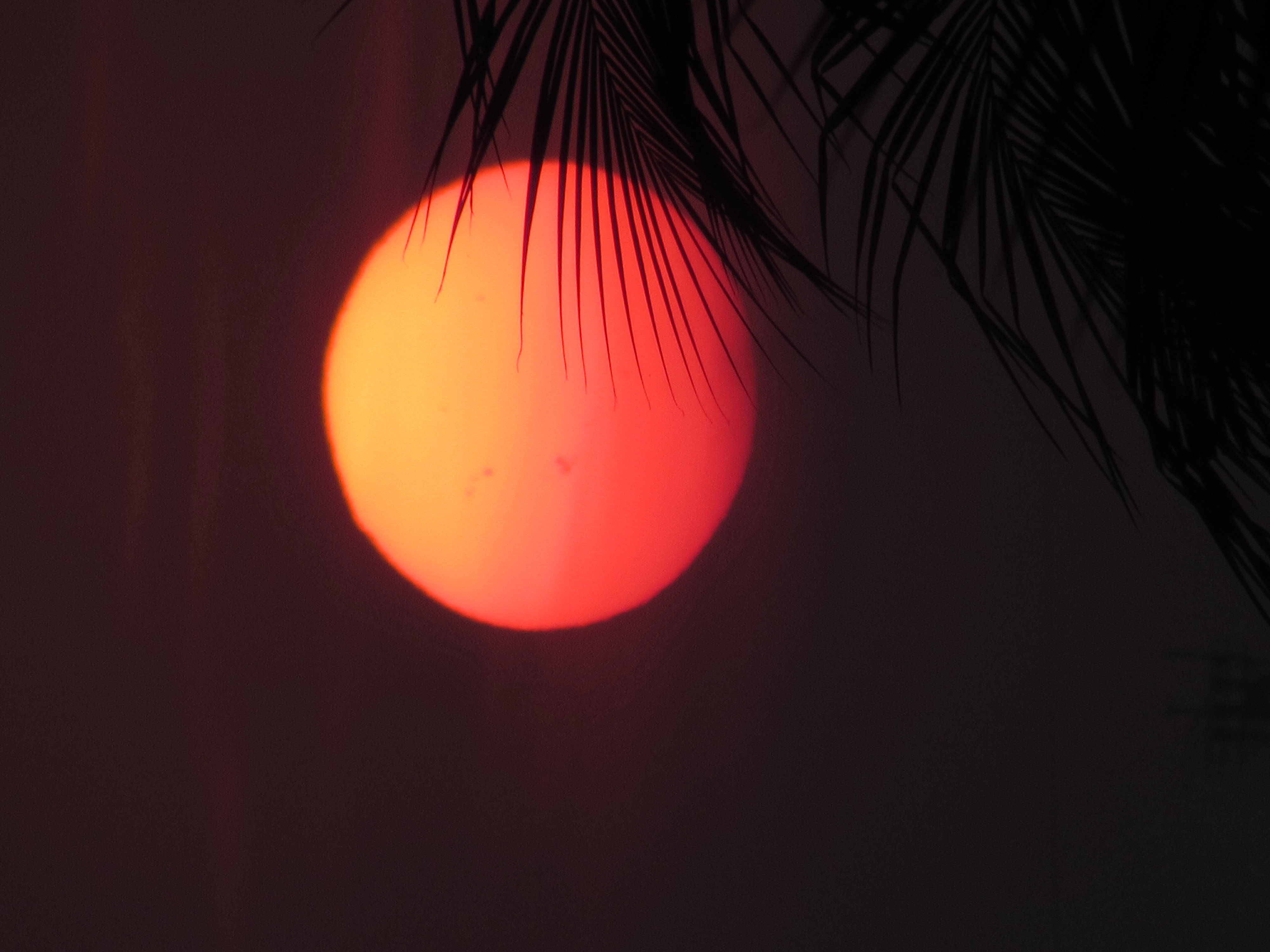 Retrowave sunset, glowing orange sun, dark palm fronds, 4K Desktop Wallpaper