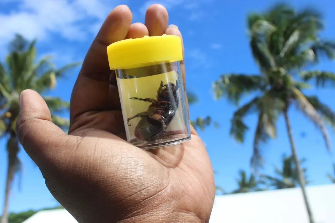 Rhinoceros Beetle
