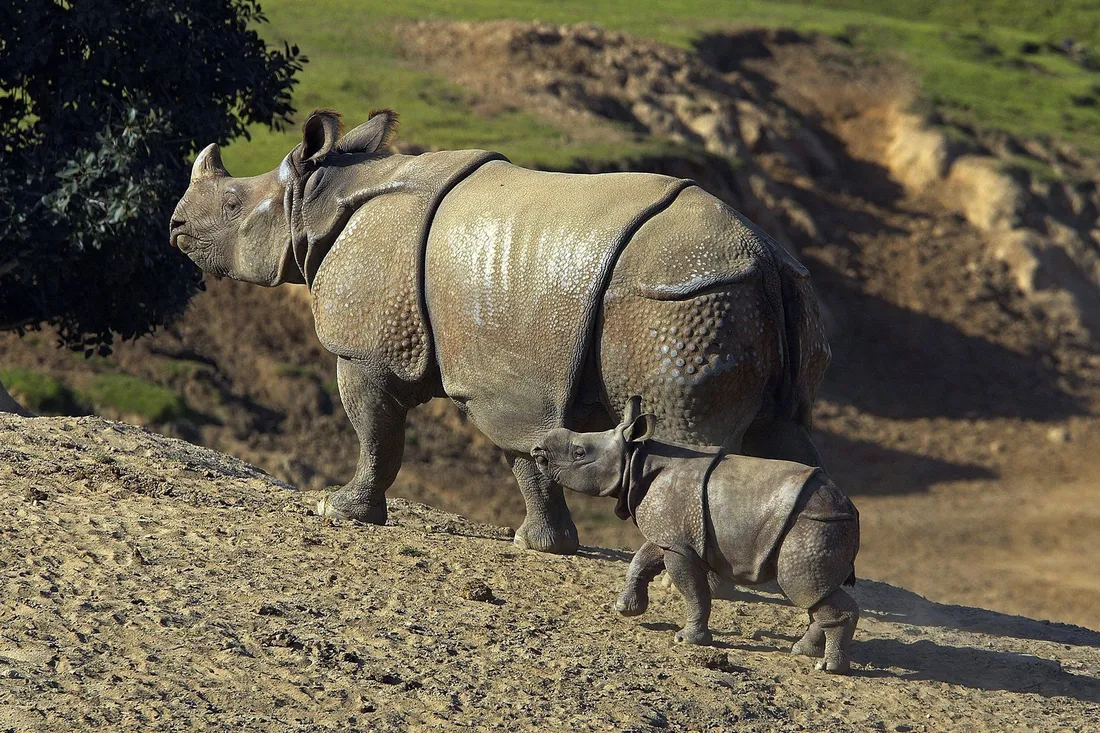 Rhinoceros