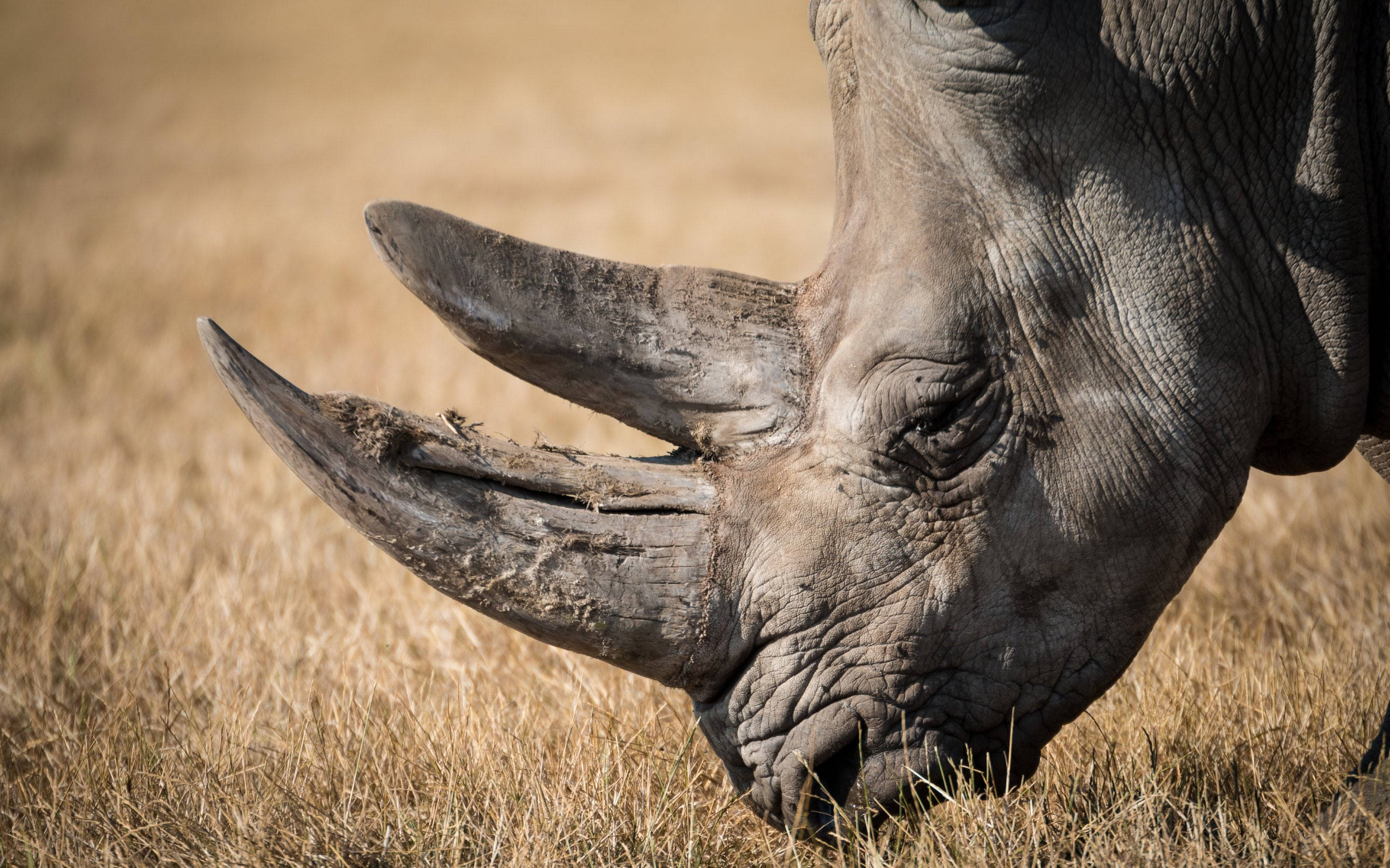 Sleepy Rhinoceros, rhino, dry golden grass, 2K Desktop Wallpaper