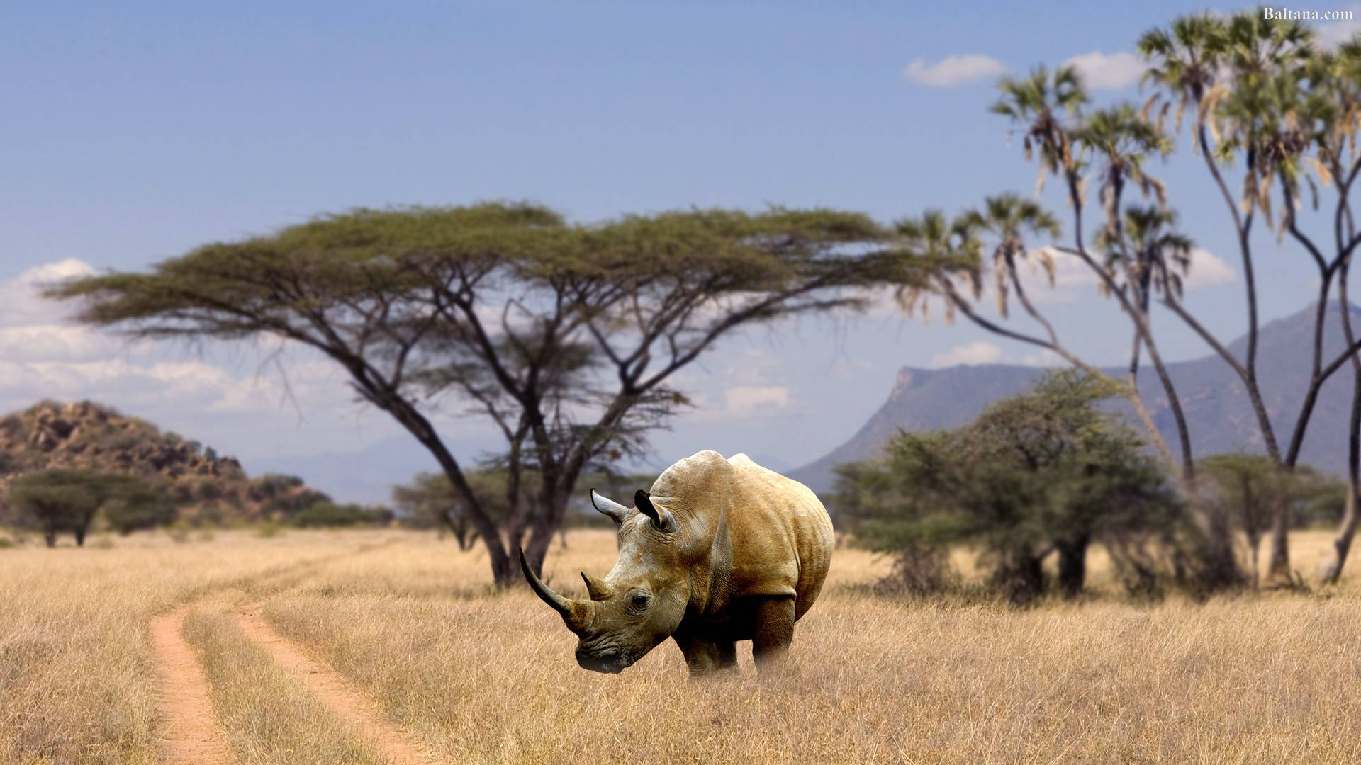 Rhinoceros, white rhino, golden grass, Full HD Desktop Wallpaper
