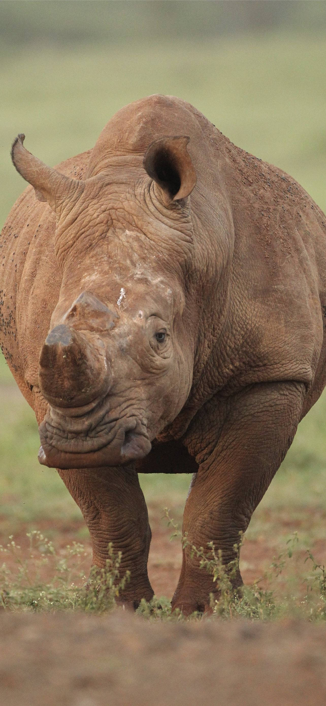 brown rhinoceros, grassy savanna, close-up, 2K Phone Wallpaper