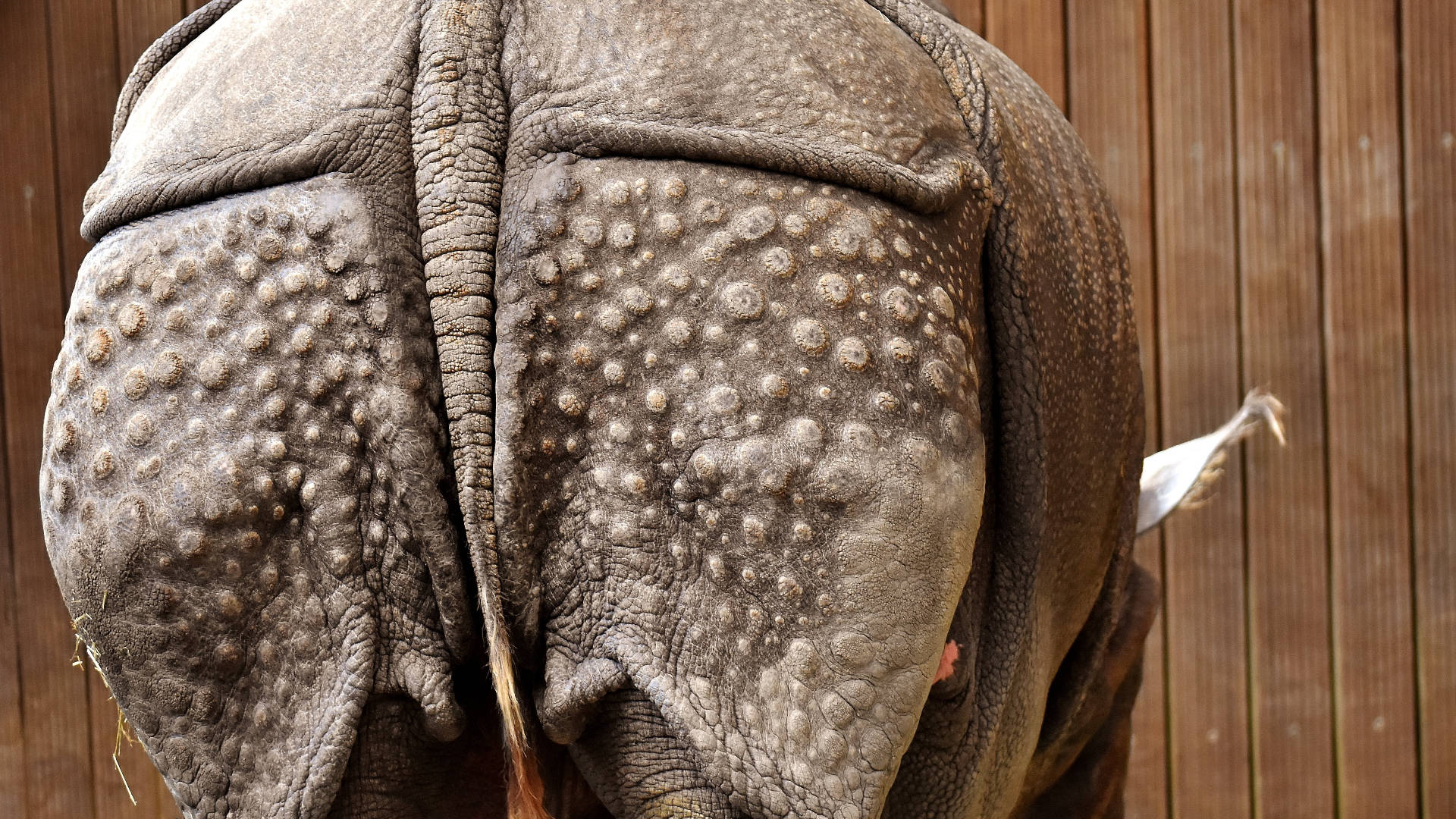 rhino, thick wrinkled hide, bumpy skin texture, Full HD Desktop Wallpaper